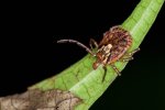 A questing female tick, Amblyomma tapirellum