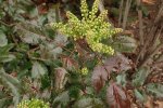 Bloemen van de mahonie (Berberis aquifolium) in knop (Foto: Alexis, Wikimedia Commons, 2021)