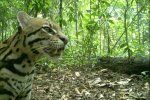 Camera traps are used to monitor wildlife communities