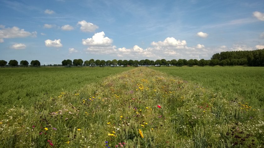 Flower strip. Photo: ERF BV