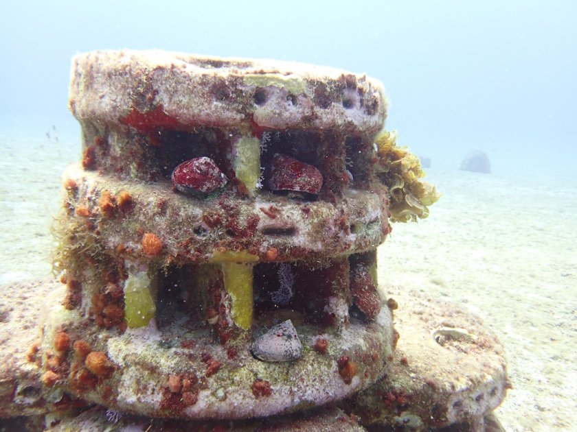 Restored West Indian top shells (whelks) on a Moreef, a modular restoration reef. Photo credit: Alwin Hylkema.