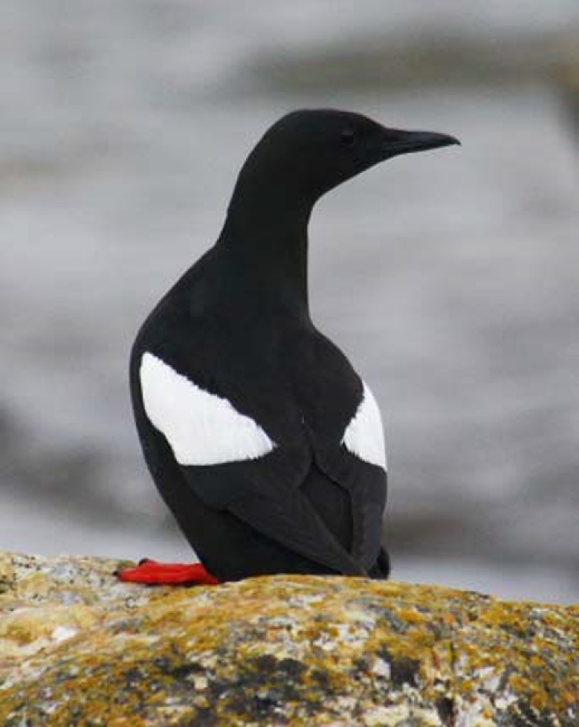 Black guillemot