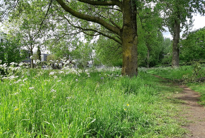 Groenstrook met gras en kruiden 